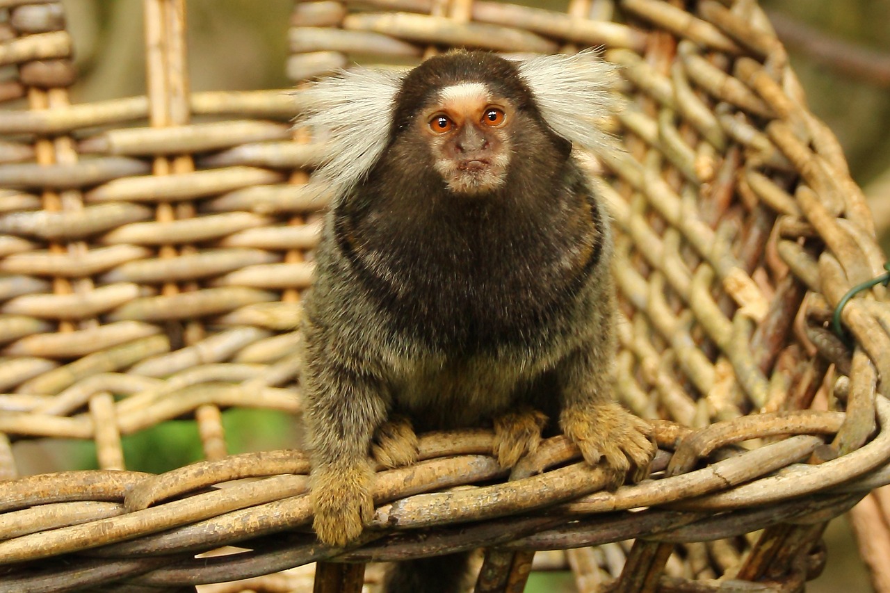A pet Common marmoset